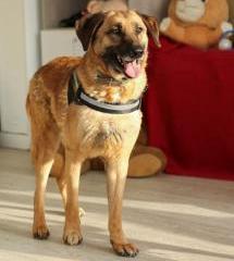 Джаббар Б131